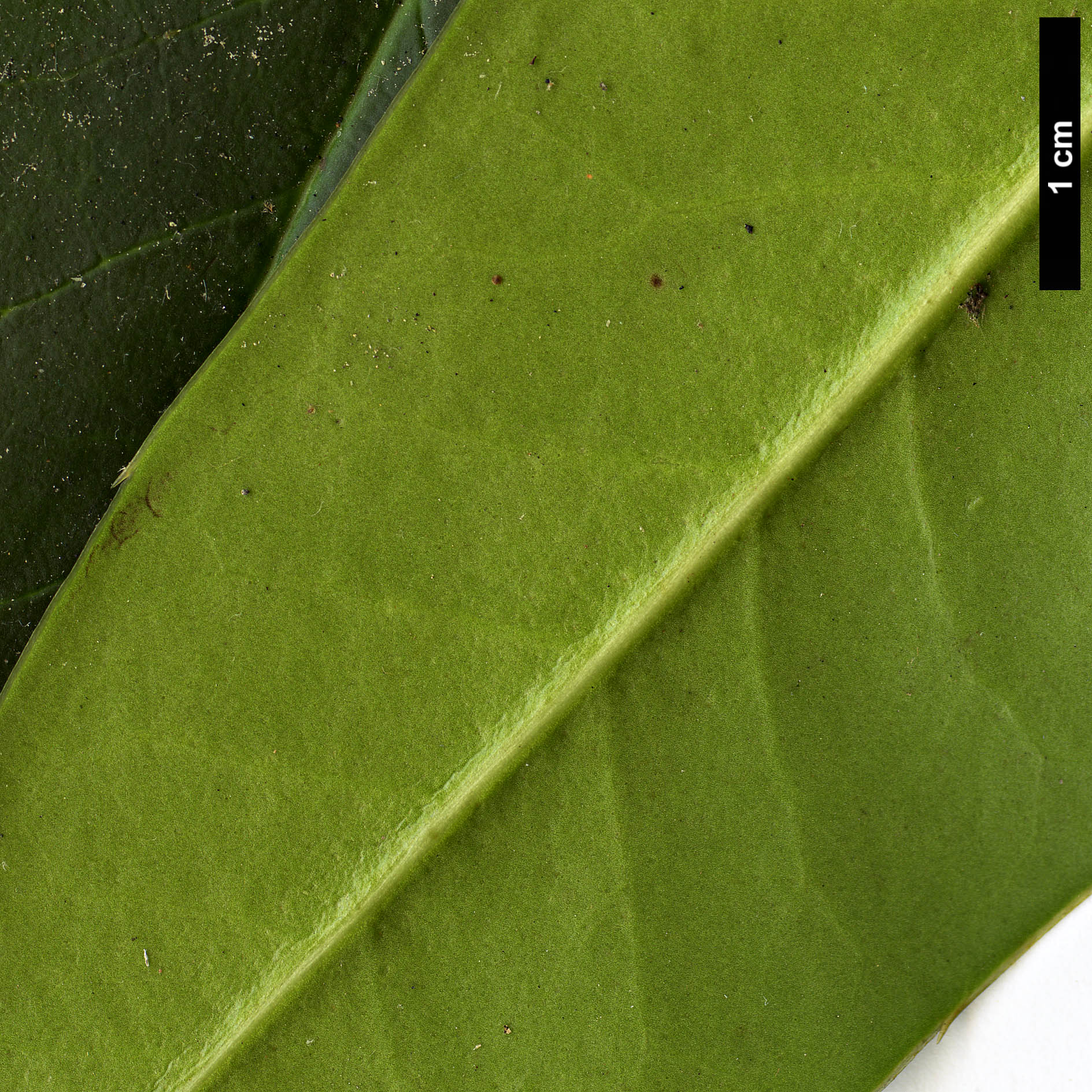 High resolution image: Family: Aquifoliaceae - Genus: Ilex - Taxon: hookeri HORT